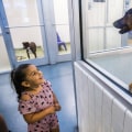 Community Organizations in Plano, Texas: Focusing on Animal Welfare